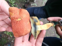 Xerocomellus armeniacus