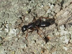 Camponotus fallax