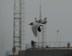 Hydrocoloeus minutus