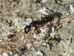 Camponotus fallax