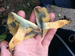 Xerocomellus armeniacus