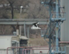 Hydrocoloeus minutus