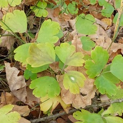 Thalictrum aquilegiifolium