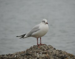 Chroicocephalus ridibundus