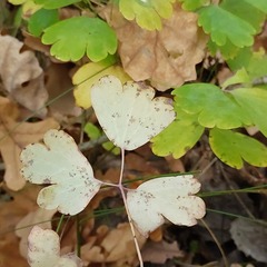 Thalictrum aquilegiifolium