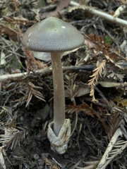 Amanita pachycolea