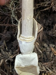 Amanita pachycolea