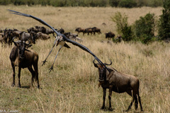 Connochaetes taurinus mearnsi