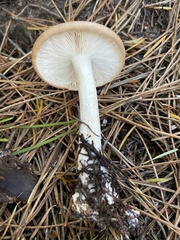 Leucopaxillus