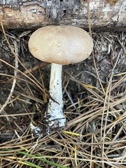 Leucopaxillus