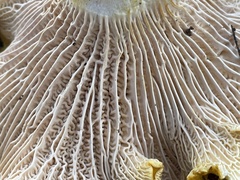 Cantharellus cascadensis