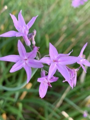 Tulbaghia
