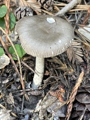 Amanita constricta