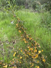 Pultenaea juniperina
