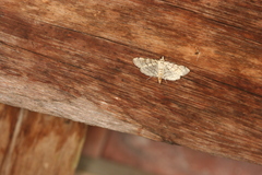 Hileithia decostalis