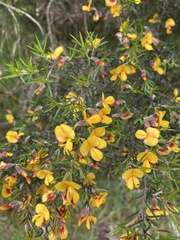 Pultenaea juniperina
