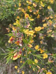 Pultenaea juniperina