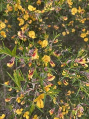 Pultenaea juniperina