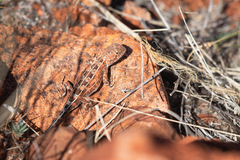 Tympanocryptis centralis