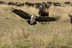 Connochaetes taurinus mearnsi