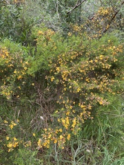 Pultenaea juniperina
