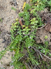 Leptorhynchos squamatus