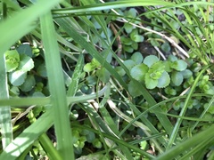 Epilobium rotundifolium
