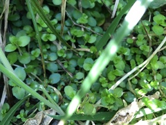Epilobium rotundifolium