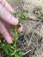 Leptorhynchos squamatus