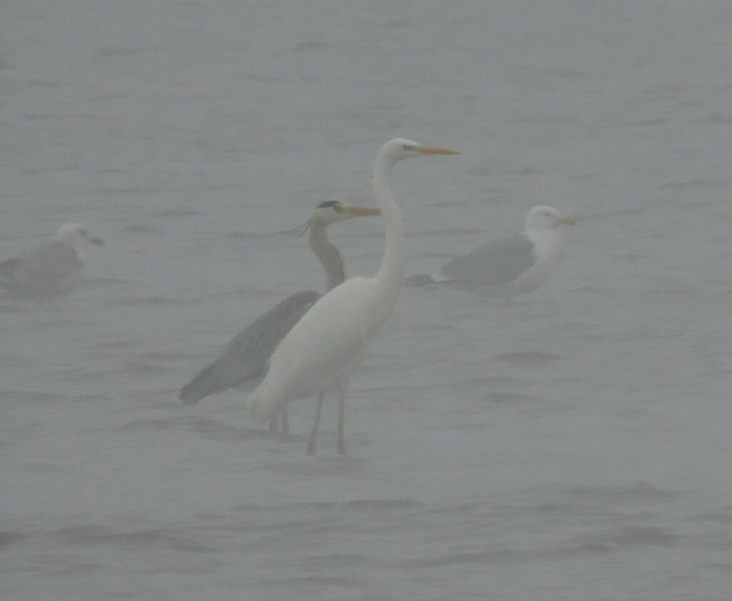 Резиденція святого миколая львівська область 2025