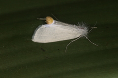 Rupela