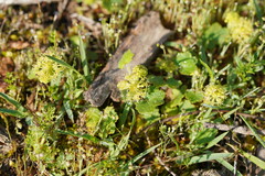 Hydrocotyle laxiflora