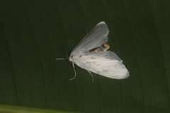 Rupela