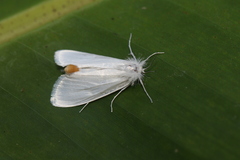 Rupela