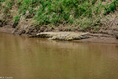 Crocodylus niloticus