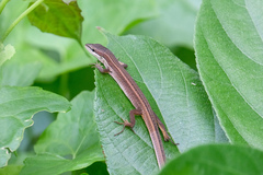 Takydromus sexlineatus