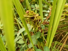 Grona heterocarpos