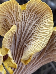 Cantharellus cascadensis