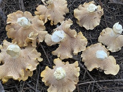 Cantharellus cascadensis