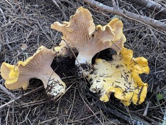 Cantharellus cascadensis
