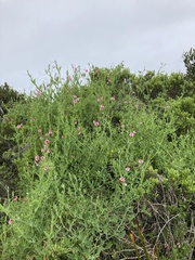 Lathyrus tingitanus