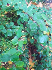 Cotoneaster fangianus
