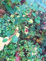 Cotoneaster fangianus