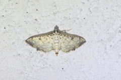 Hileithia differentialis