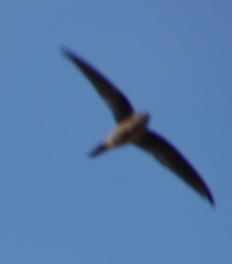 Cypsiurus balasiensis