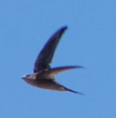 Cypsiurus balasiensis