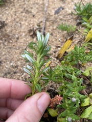 Leptorhynchos squamatus