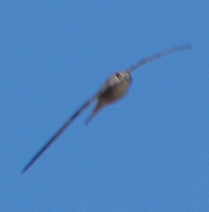 Cypsiurus balasiensis