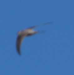 Cypsiurus balasiensis