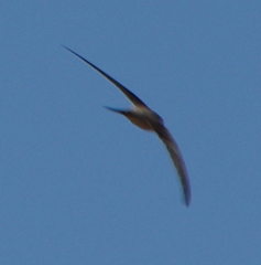 Cypsiurus balasiensis